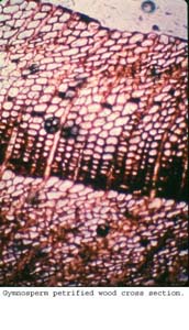 Anat0406