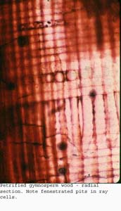 Anat0410