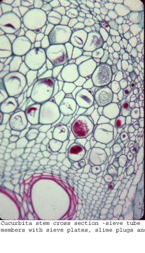 Anat0415