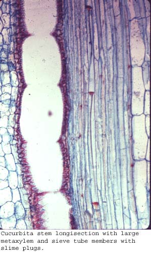 Anat0426