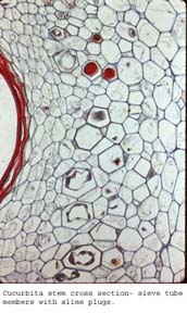 Anat0414