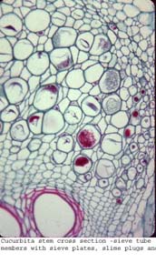 Anat0415