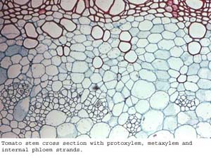 Anat0416