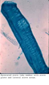 Anat0423