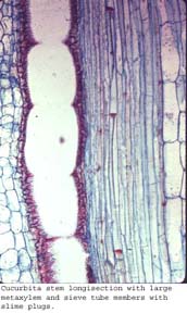 Anat0426
