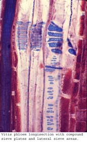 Anat0428