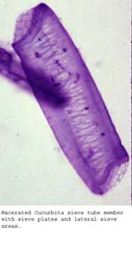 Anat0432