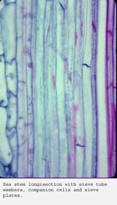 Anat0433