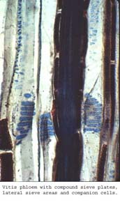 Anat0434