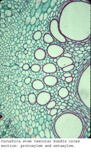 Anat0148