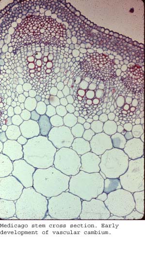 Anat0159
