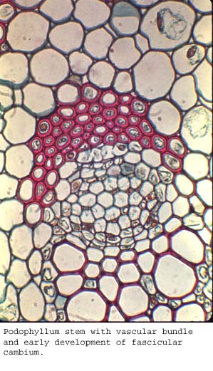 Anat0165