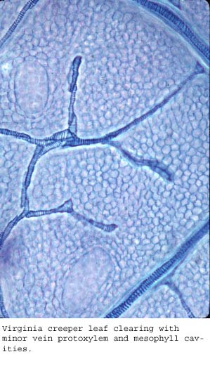 Anat0167