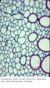Anat0149