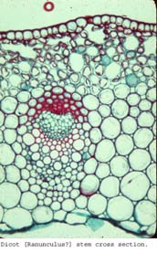 Anat0151