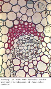 Anat0165