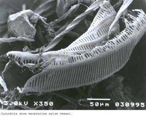 SEM0005