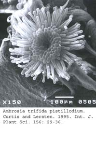 SEM0032