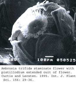 SEM0038