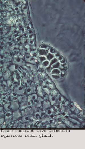 Anat0596