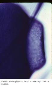 Anat0577