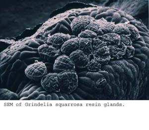 Anat0597