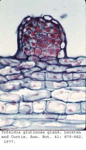 Anat0612