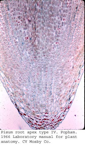 anat0883