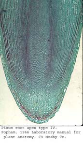 anat0881