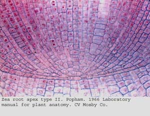 anat0884