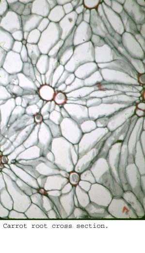 anat0893
