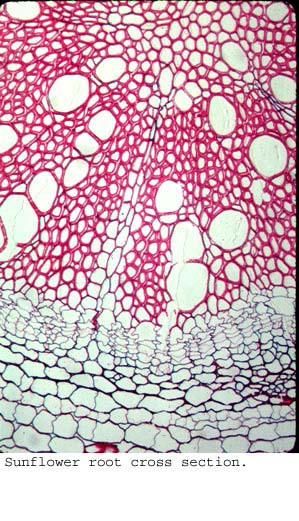anat0894