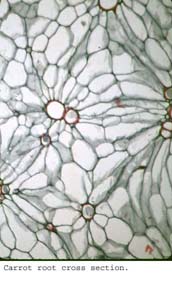 anat0893