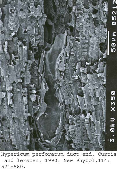 SEM0006
