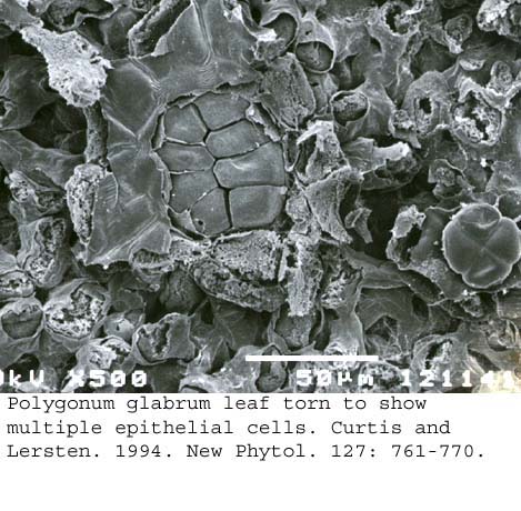 SEM0069