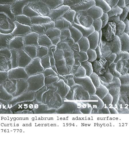 SEM0070