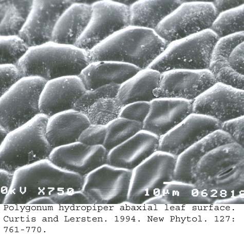 SEM0073