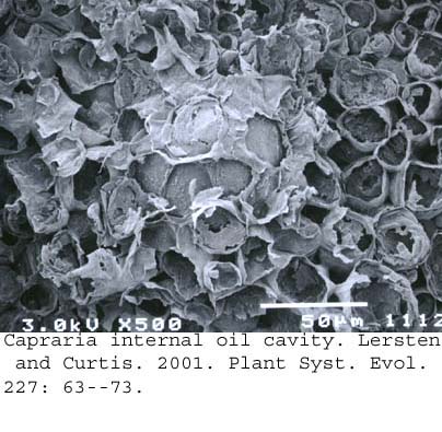 SEM0258