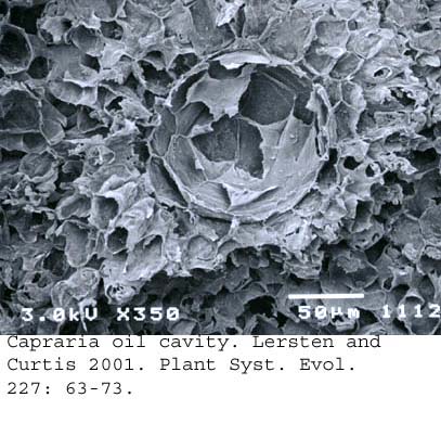 SEM0259