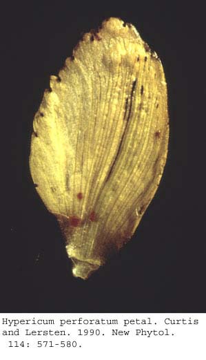 anat0643