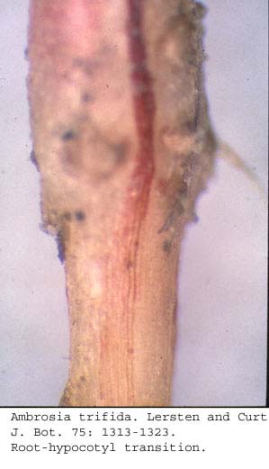 anat0666