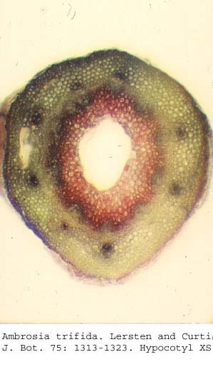 anat0669