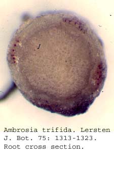 anat0670