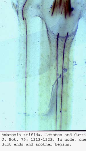 anat0674