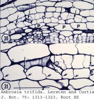 anat0687