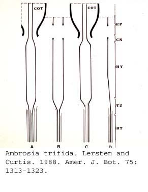 anat0689