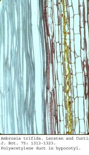anat0692