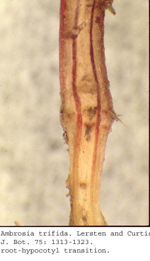 anat0693