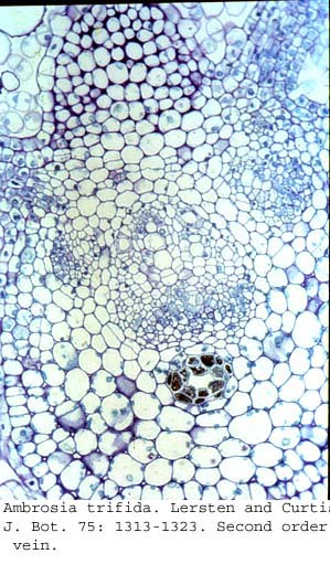 anat0697