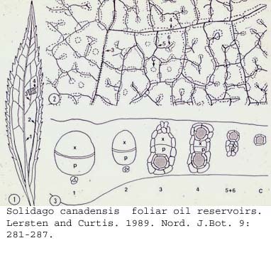 anat0721